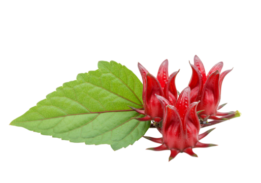 Red hibiscus flowers and leaf isolated on transparent background