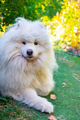 White big dog Samoyed lying on the grass. High quality photo
