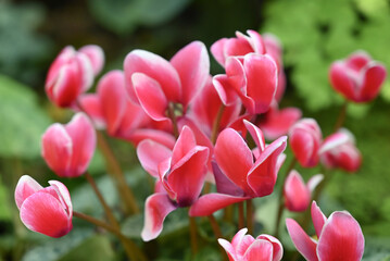 Fototapeta premium A cluster of vibrant pink and white cyclamen flowers stands out against a blurred green background, showcasing their delicate, upswept petals.
