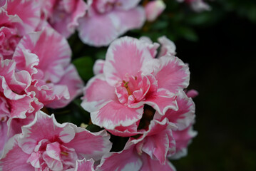 A close-up shot captures a cluster of vibrant pink and white azalea blossoms, highlighting their ruffled petals and delicate details against a dark background.