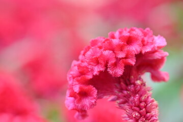 A close-up of a vibrant pink celosia flower, also known as cockscomb, with its unique feathery texture, stands out against a blurred pink and green background.