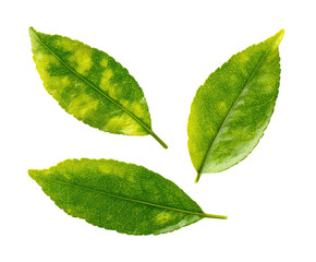 Fototapeta premium Close-up of three vibrant green leaves with yellow variegation