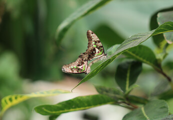 Grüner Kolibri - Green-spotted triangle