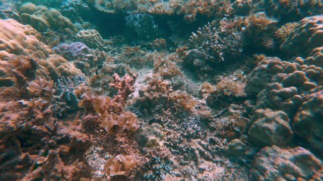 Coral reef at Helicopter Island, Palawan, Philippines