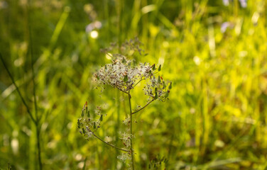 Post-flowering Carolina False Dandelion in the sunlight grass in North Carolina