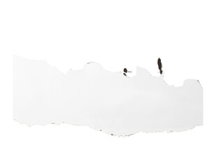 White Crumpled, Torn White Paper Texture