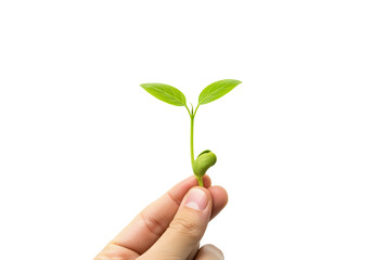 Seedling sprout growth new life plant