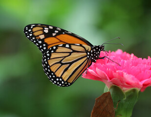 Monarchfalter - Monarch butterfly