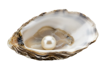 Oyster shell with pearl nature luxury and purity