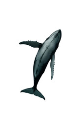 Fototapeta premium 3D Render Of Whale In Deep Ocean With Isolated Transparent Background