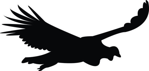Flying Andean condor bird Silhouette Design And Vector Illustration. 