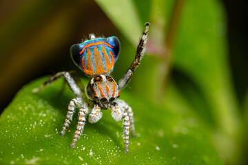 Tasmanian Peacock Spider Maratus tasmanicus dancing