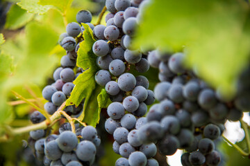 Close-up of ripe black grapes in a vineyard, with a shallow depth of field creating a beautiful blur effect on the green grapes in the background.