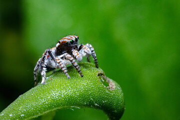 Tasmanian Peacock Spider Maratus tasmanicus