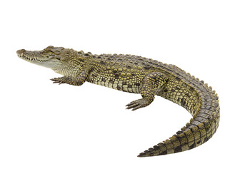 Naklejka premium Crocodile reptile wildlife animal green scales texture