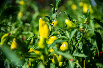 Fresh green bell pepper growing on the stalk in a home garden. 
