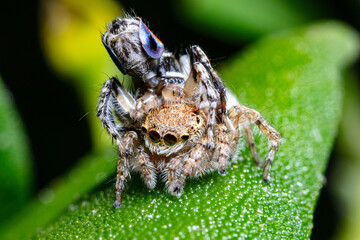 Tasmanian Peacock Spider Maratus tasmanicus mating