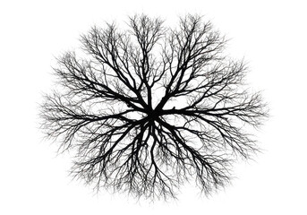 Top view silhouette of a bare tree isolated on transparent background
