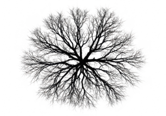 Top view silhouette of a bare tree isolated on transparent background