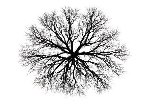 Top view silhouette of a bare tree isolated on transparent background