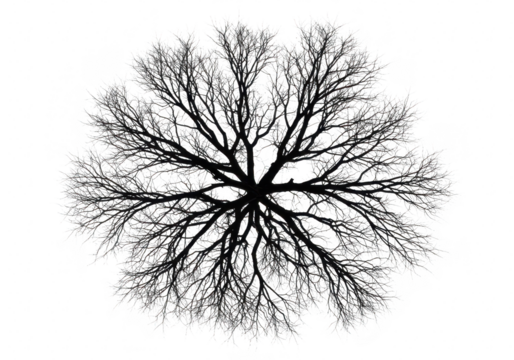 Top view silhouette of a bare tree isolated on transparent background