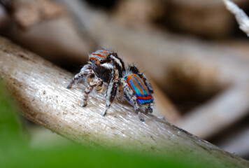 Tasmanian Peacock Spider Maratus tasmanicus
