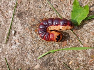 caterpillar on a leaf