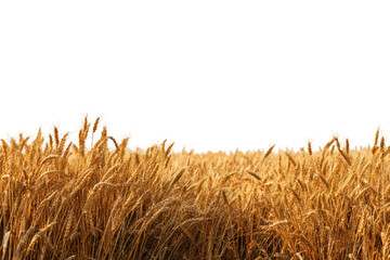 Golden wheat field stretching to the horizon