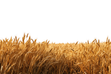 Golden wheat field stretching to the horizon