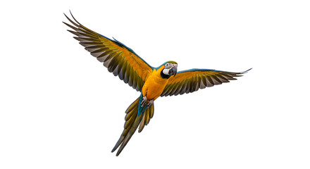 Obraz premium Blue and yellow macaw in flight isolated on transparent background