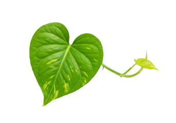 Heart shaped leaf and sprout vine plant green nature organic growth isolated transparent background