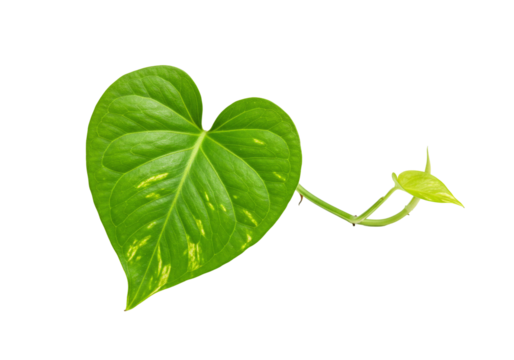 Heart shaped leaf and sprout vine plant green nature organic growth isolated transparent background