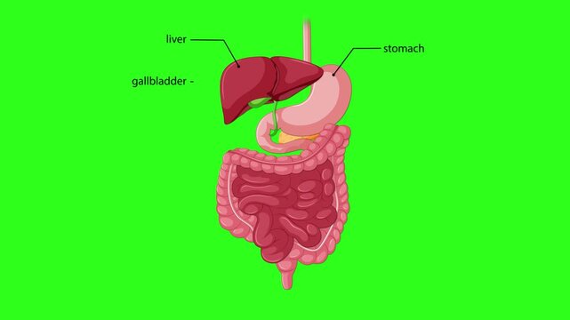 Labeled Animation of Human Digestive System on Green Background
