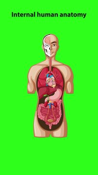 Step-by-Step Internal Human Anatomy Labeling Animation