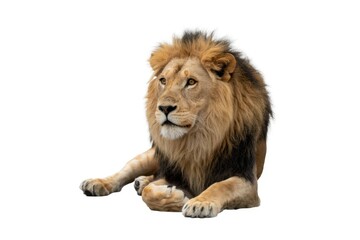 lion looking isolated on white isolated, white background