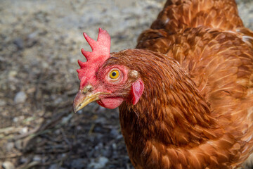 Red chicken close-up. Laying hen in the farm yard