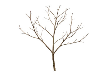 Obraz premium Bare tree branches isolated on transparent background