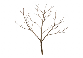 Bare tree branches isolated on transparent background