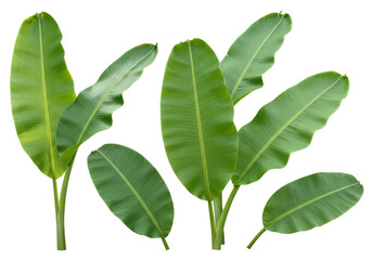 Obraz premium Green banana leaves on transparent background tropical foliage plant