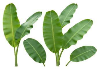 Green banana leaves on transparent background tropical foliage plant