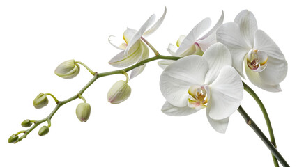 Obraz premium Elegant white orchid blossoms gracefully, showcasing the delicate beauty of the flower and its fresh green stem, all isolated on transparent background.
