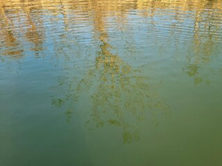 Abstract reflection of bare trees on calm rippling water surface in natural light