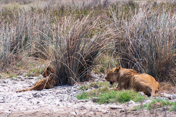 Telephoto of one adult lion and a cub -Panthera Leo- resting in the bushes of the Ngorogoro Crater, Tanzania