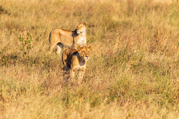 A pride of lions -Panthera Leo- in the golden light of the early morning in the Serengeti, Tanzania