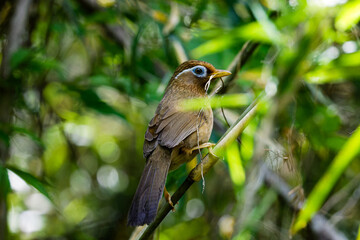 Hwamei bird perched on a bamboo branch in the forest