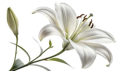 Beautiful white lily flower in full bloom with a closed bud offering visual elegance and artistic representation.