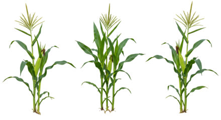 Four corn plants various growth stages green leaves developing ears transparent background