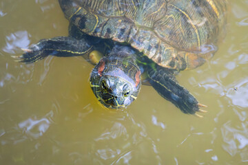 ミシシッピアカミミガメ