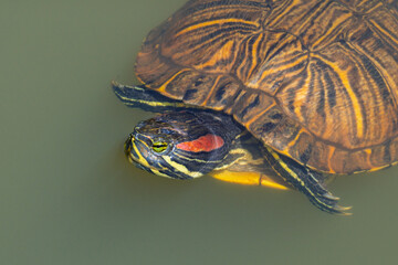 ミシシッピアカミミガメ