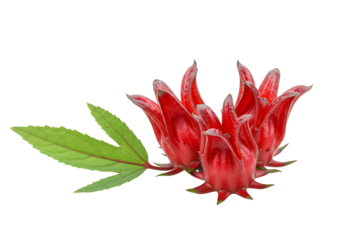 Red roselle flower with green leaf isolated on transparent background